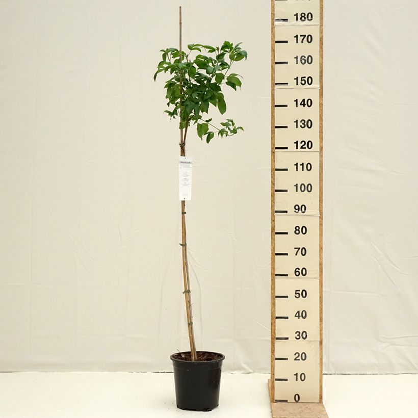 Spécimen de Tecoma stans - Trompette d'or Pot de 7,5L/10L tel que livré au printemps