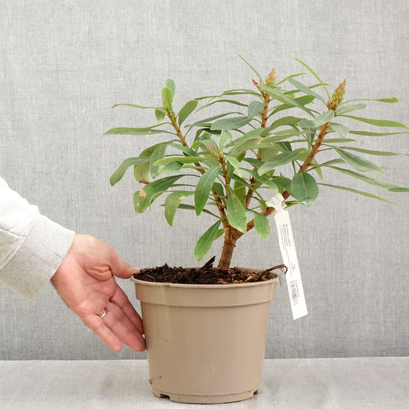 Example of Telopea Braidwood Brilliant Pot de 4L/5L as you get in automne