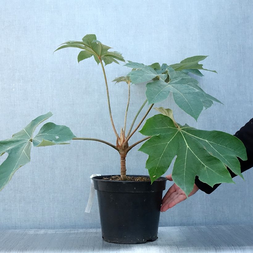 Spécimen de Tetrapanax papyrifer Rex - Plante à papier de riz Pot de 6L/7L tel que livré en automne