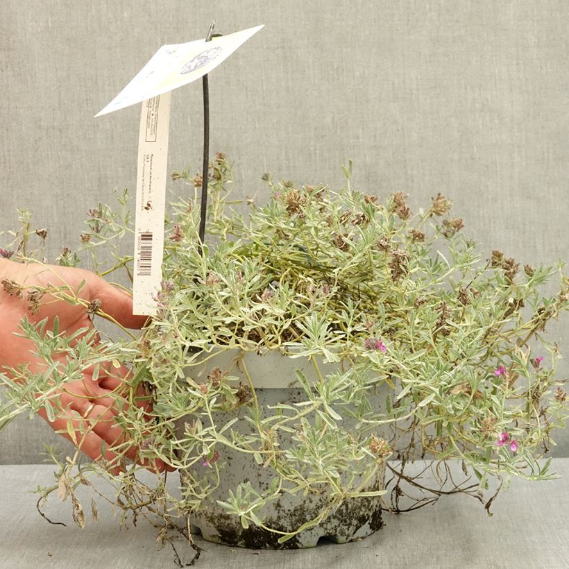 Spécimen de Teucrium ackermanii - Germandrée d'Ackerman Pot de 3L/4L tel que livré en été