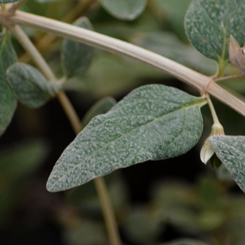 Teucrium fruticans Azureum  (Foliage)