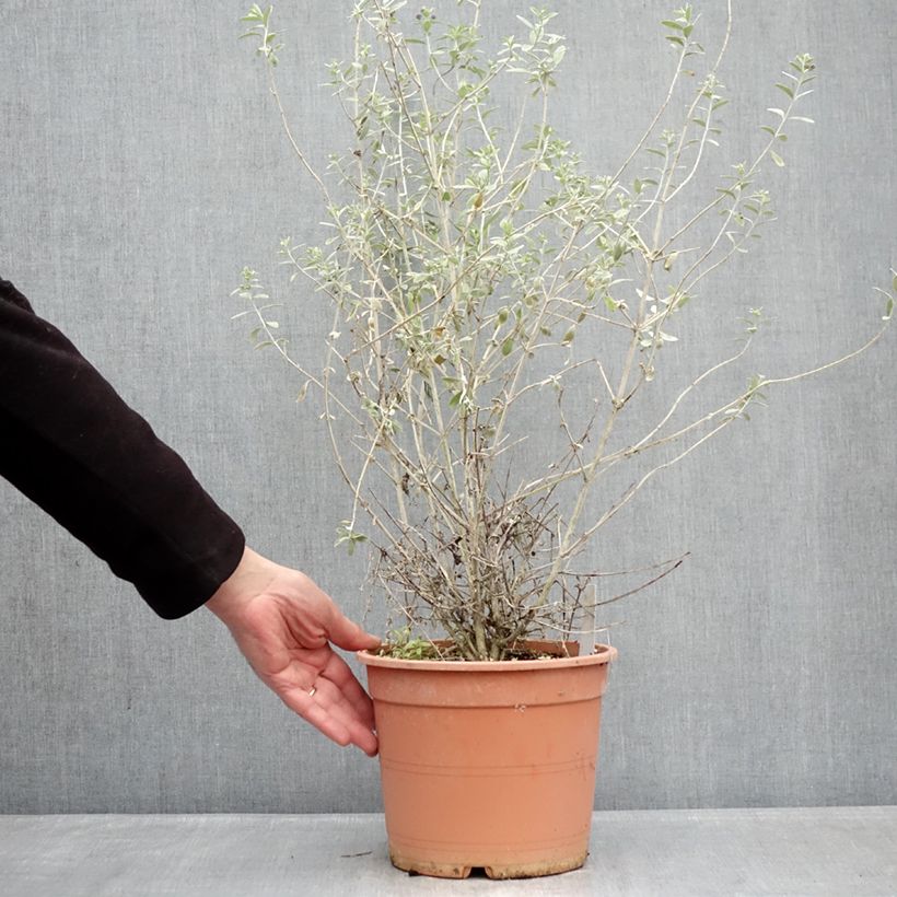 Example of Teucrium fruticans Azureum  Pot de 4L/5L as you get in hiver