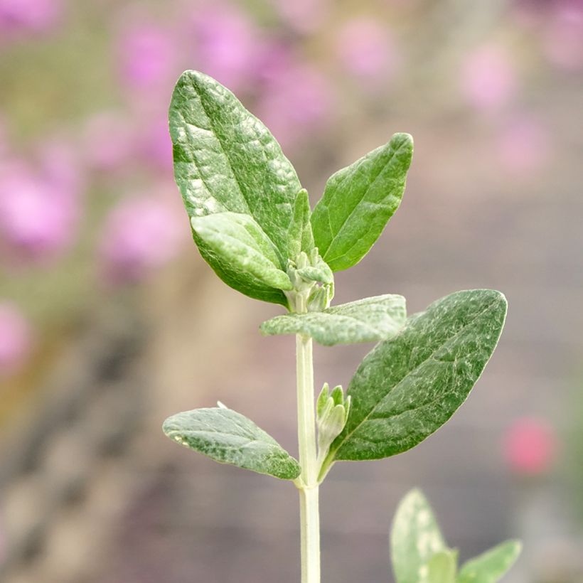 Teucrium fruticans Selection Erecta - Germandrée arbustive (Foliage)