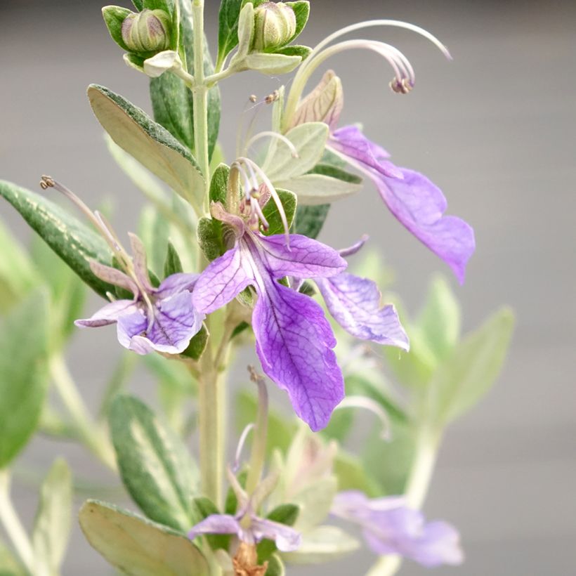 Teucrium fruticans Selection Erecta - Germandrée arbustive (Flowering)