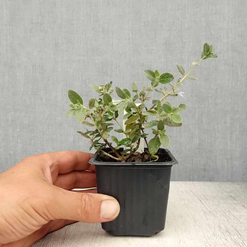 Example of Teucrium fruticans Selection Erecta - Germandrée arbustive Godet de 8/9 cm as you get in printemps