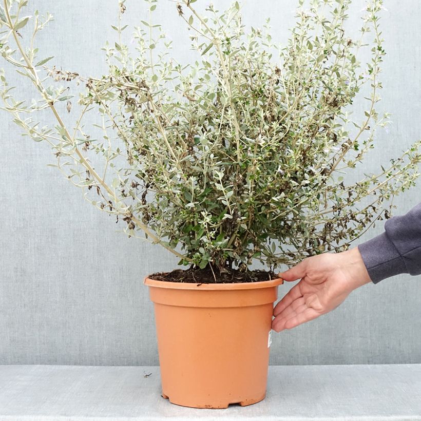 Example of Teucrium fruticans Selection Erecta - Germandrée arbustive Pot de 7,5L/10L as you get in printemps