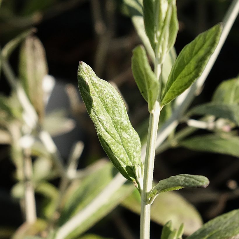 Teucrium Indyho - Germandrée arbustive (Feuillage)