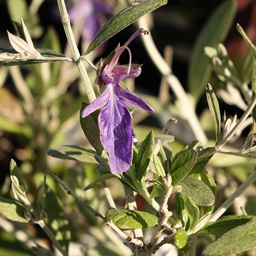 Teucrium Indyho - Germandrée arbustive (Floraison)