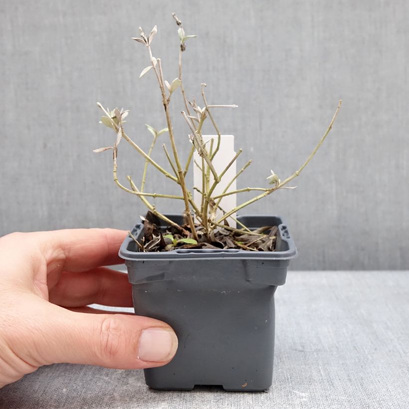 Spécimen de Teucrium Indyho - Germandrée arbustive Godet de 8/9 cm tel que livré en hiver