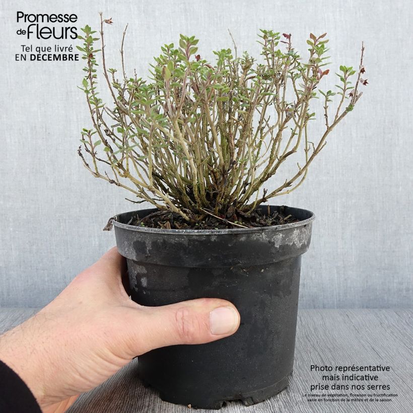 Spécimen de Teucrium lucidrys - Germandrée hybride Pot de 2L/3L tel que livré en automne