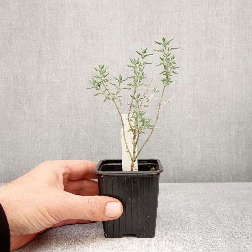 Spécimen de Teucrium marum - Germandrée maritime Godet de 8/9 cm tel que livré au printemps
