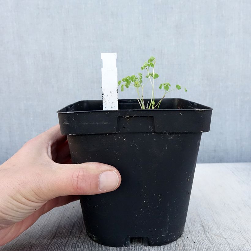 Example of Thalictrum delavayi Album Pot de 2L/3L as you get in printemps