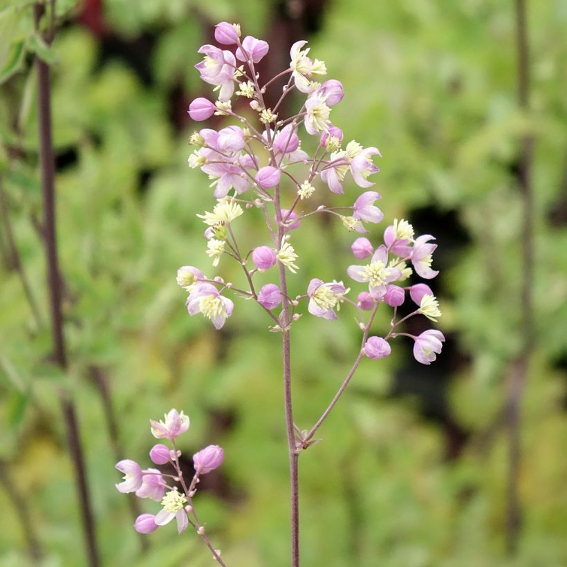 Thalictrum Elin - Pigamon (Floraison)