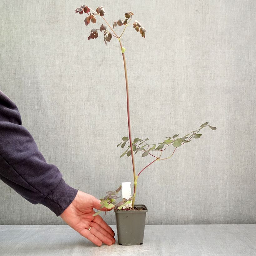Spécimen de Thalictrum petaloideum Ghent Ebony - Pigamon Godet de 8/9 cm tel que livré au printemps