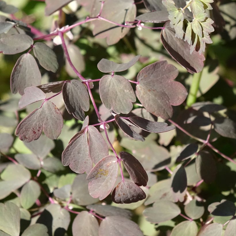 Thalictrum petaloideum Ghent Ebony - Pigamon (Feuillage)