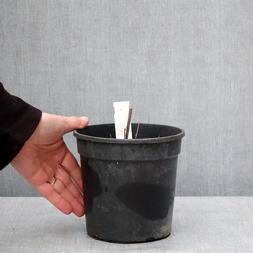 Spécimen de Thalictrum rochebrunianum - Pigamon Pot de 2L/3L tel que livré en hiver