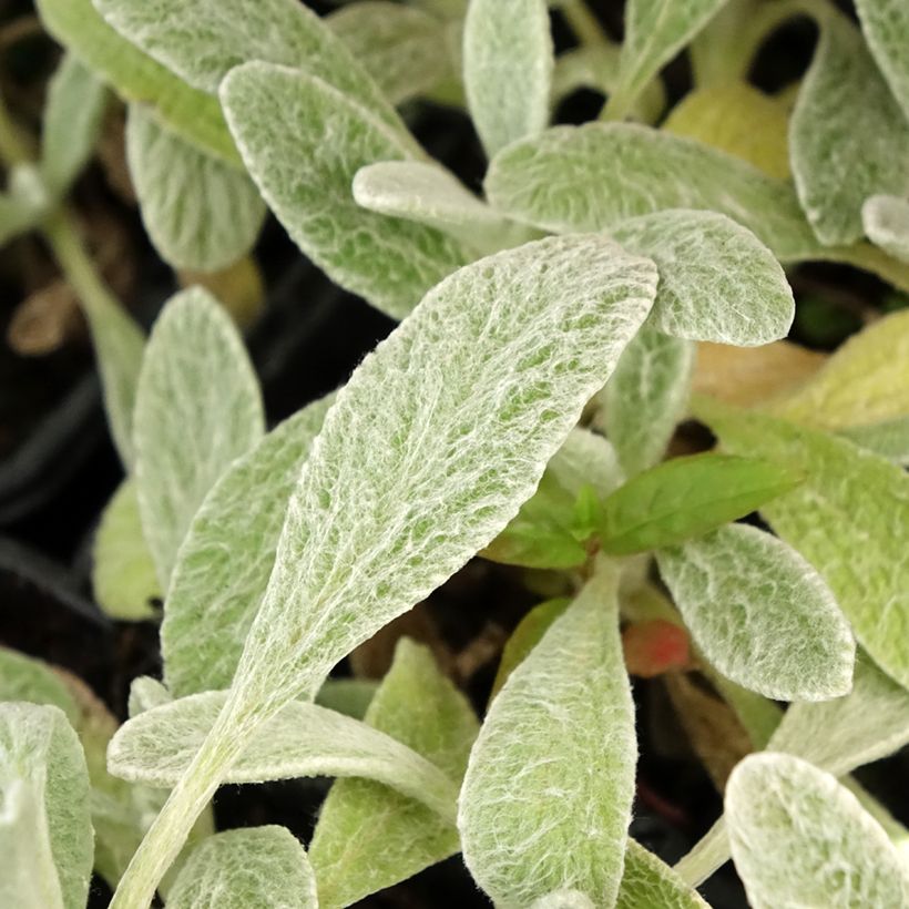 Thé grec des montagnes BIO - Sideritis syriaca - Thé de Crète (Feuillage)