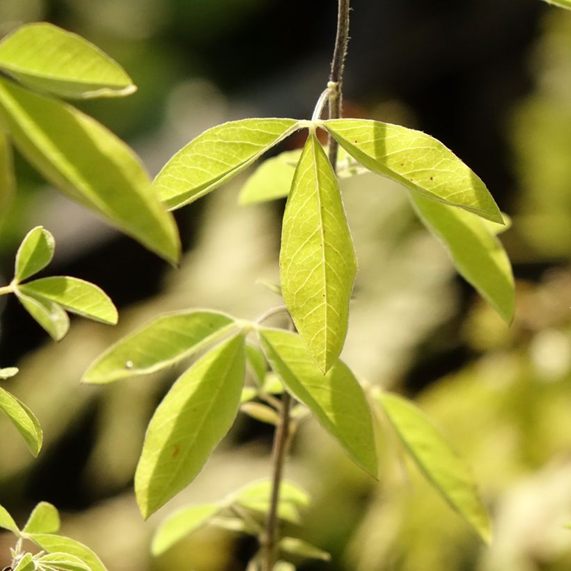 Thermopsis chinensis (Feuillage)