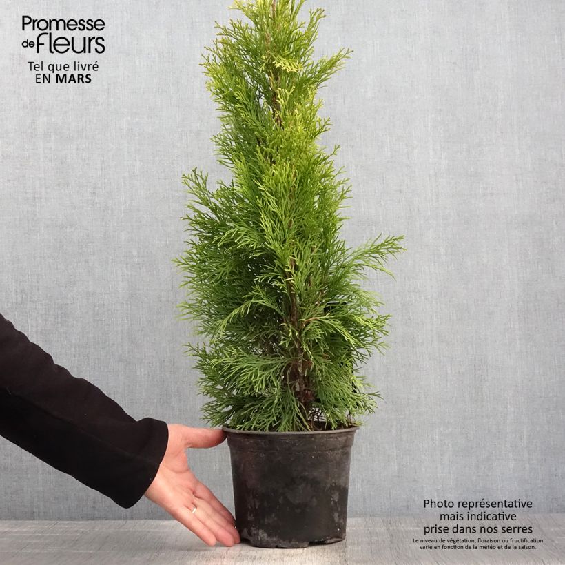 Example of Thuja occidentalis Golden Smaragd - Thuya du Canada Pot de 2L/3L as you get in printemps