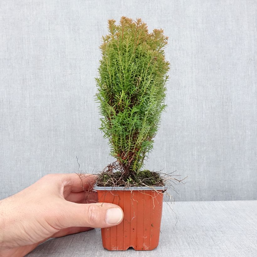 Spécimen de Thuja occidentalis Teddy - Thuya du Canada                        Godet de 8/9 cm tel que livré au printemps