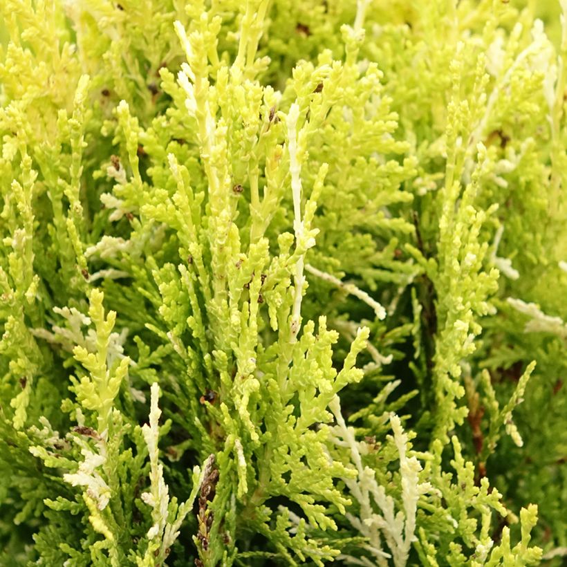 Thuja orientalis Fleck - Thuya de Chine ou Thuya d'Orient (Feuillage)