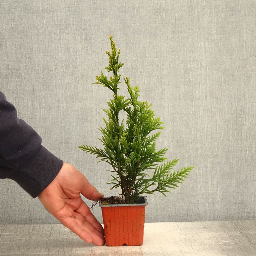 Spécimen de Thuja plicata Can-Can - Thuya compact Godet de 8/9 cm tel que livré au printemps