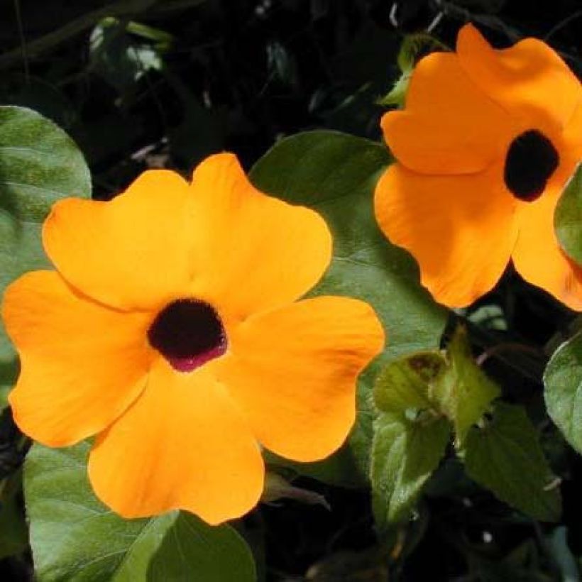 Suzanne orange aux yeux noirs - Thunbergia alata (Floraison)