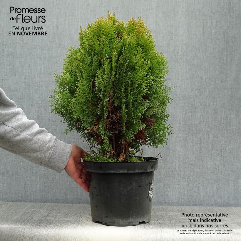 Spécimen de Thuya d'Orient - Platycladus orientalis Aurea Nana Pot de 7,5L/10L tel que livré en automne
