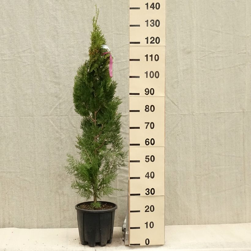 Spécimen de Thuya d'Orient - Thuja orientalis Pyramidalis Aurea Pot de 7,5L/10L tel que livré au printemps