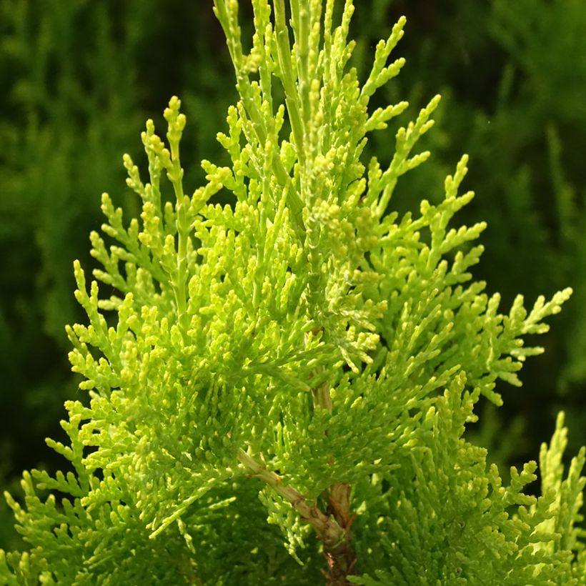 Thuya d'Orient - Thuja orientalis Pyramidalis Aurea (Feuillage)