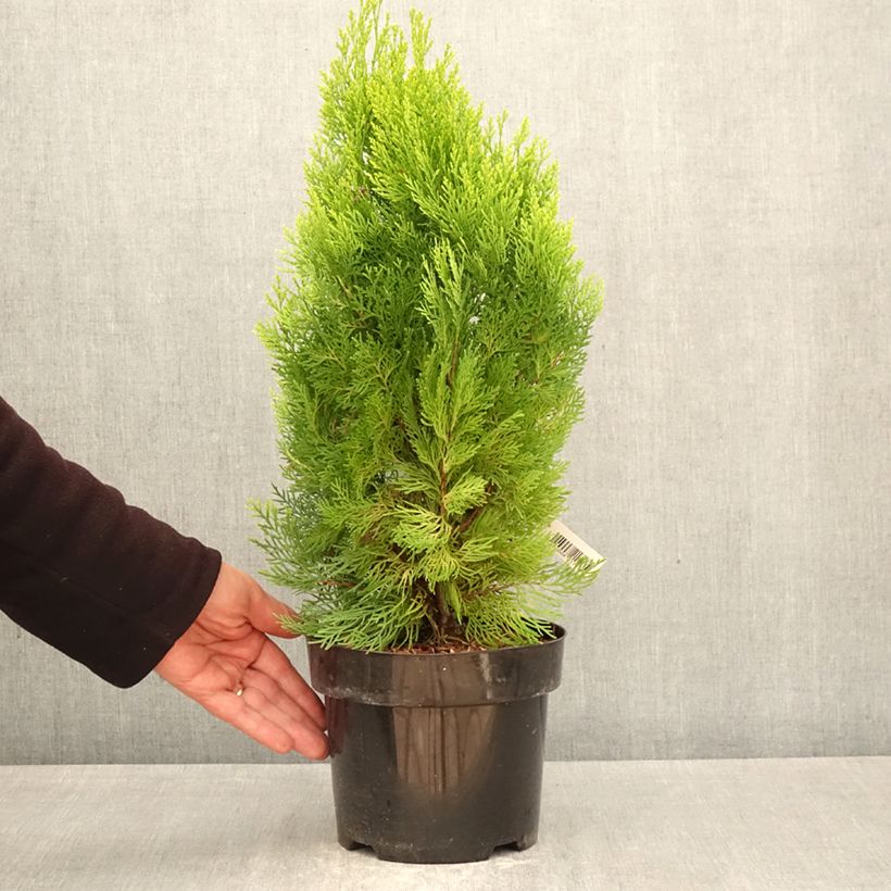 Spécimen de Thuya d'Orient - Thuja orientalis Pyramidalis Aurea Pot de 2L/3L tel que livré au printemps