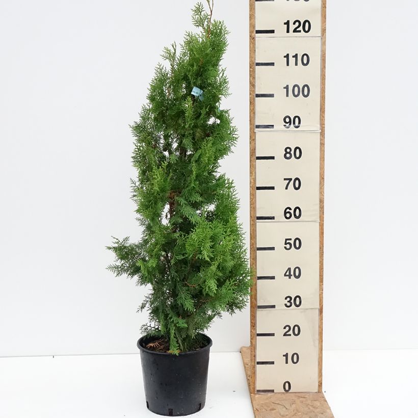 Spécimen de Thuya d'Orient - Thuja orientalis Pyramidalis Aurea Pot de 7,5L/10L tel que livré en automne