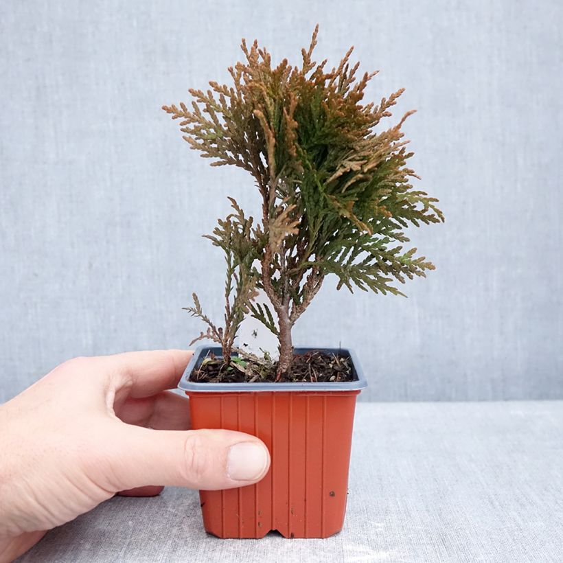 Spécimen de Thuya du Canada - Thuja occidentalis Danica Godet de 8/9 cm tel que livré en hiver