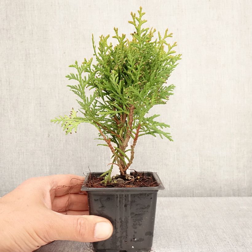 Spécimen de Thuya du Canada - Thuja occidentalis Danica Godet de 8/9 cm tel que livré au printemps