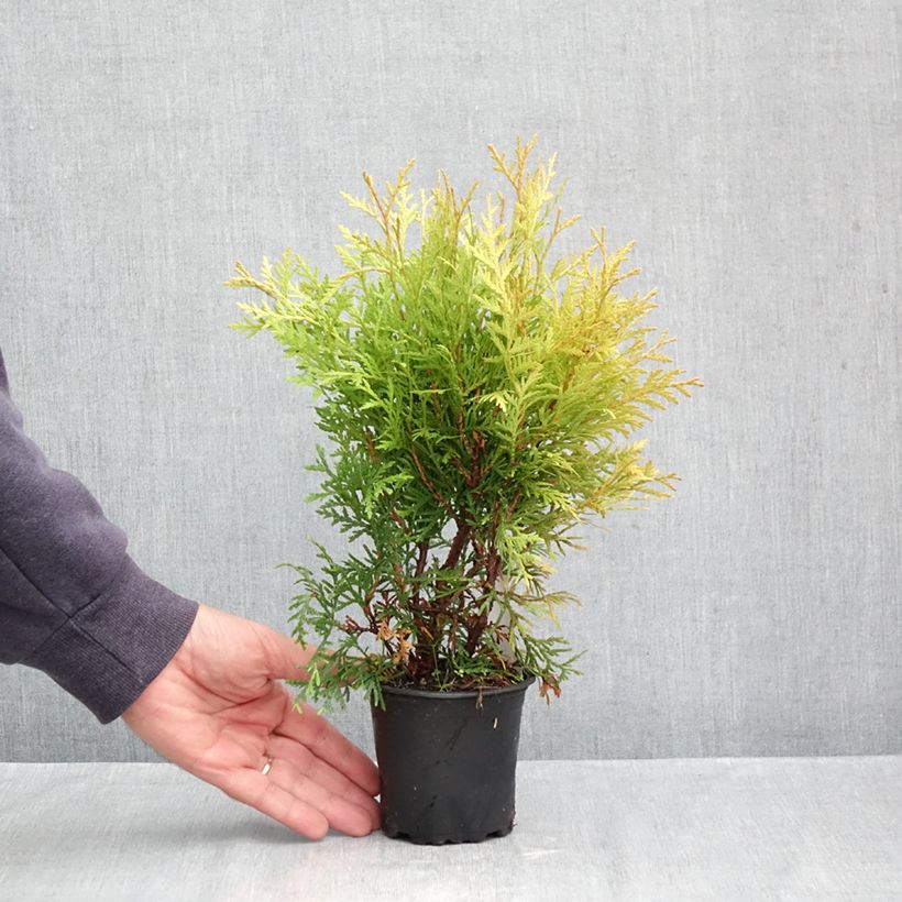 Spécimen de Thuya du Canada - Thuja occidentalis Globosa Aurea Godet de 8/9 cm tel que livré en automne