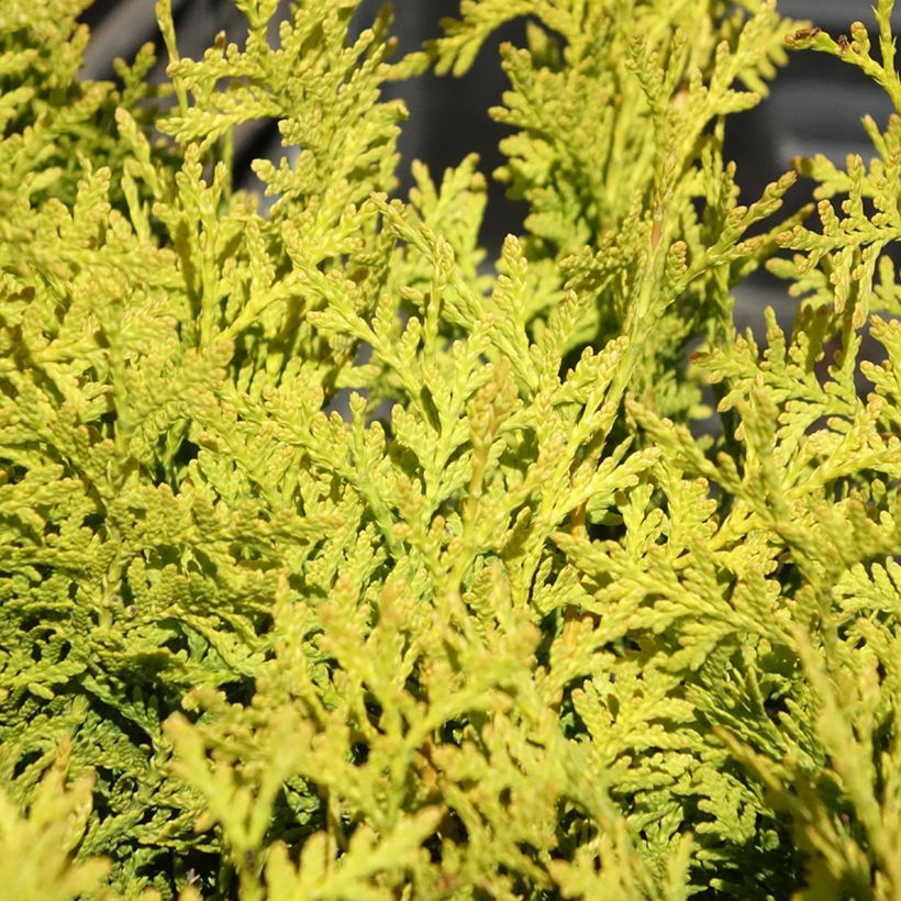 Thuya du Canada - Thuja occidentalis Golden Brabant (Foliage)