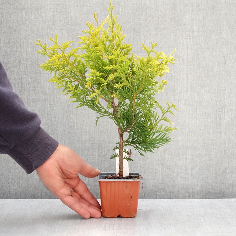 Example of Thuya du Canada - Thuja occidentalis Golden Brabant Godet de 8/9 cm as you get in printemps