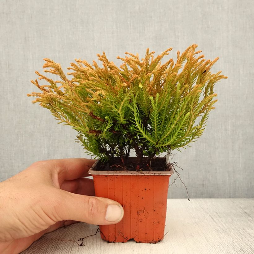 Example of Thuya du Canada - Thuja occidentalis Golden Tuffet                 Godet de 8/9 cm as you get in printemps
