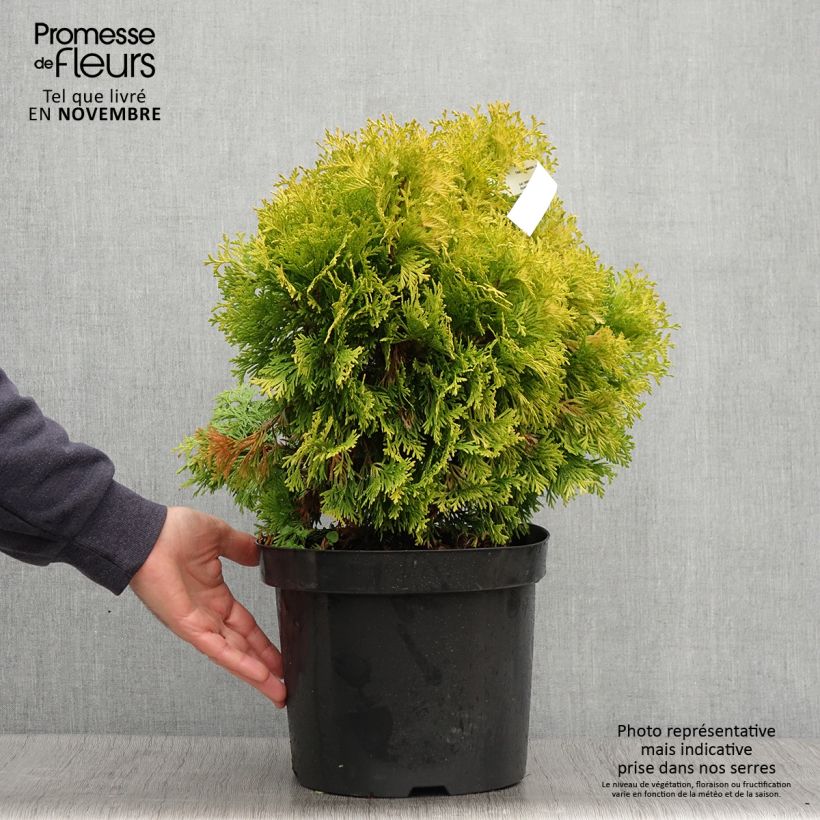 Spécimen de Thuya du Canada - Thuja occidentalis Jantar Pot de 7,5L/10L tel que livré en automne