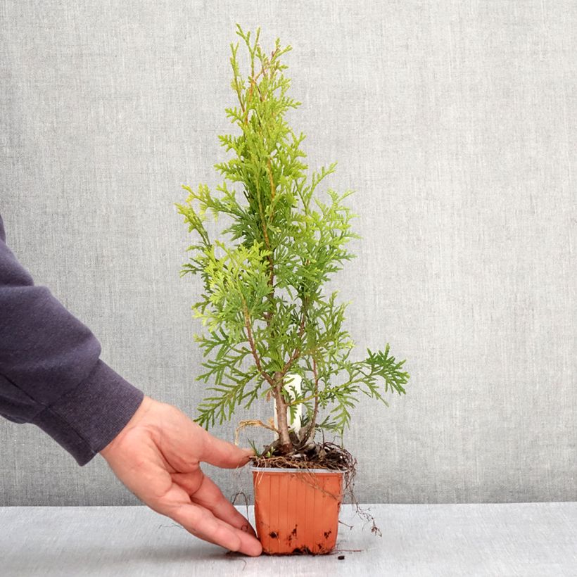 Example of Thuya du Canada - Thuja occidentalis King of Brabant Godet de 8/9 cm as you get in printemps