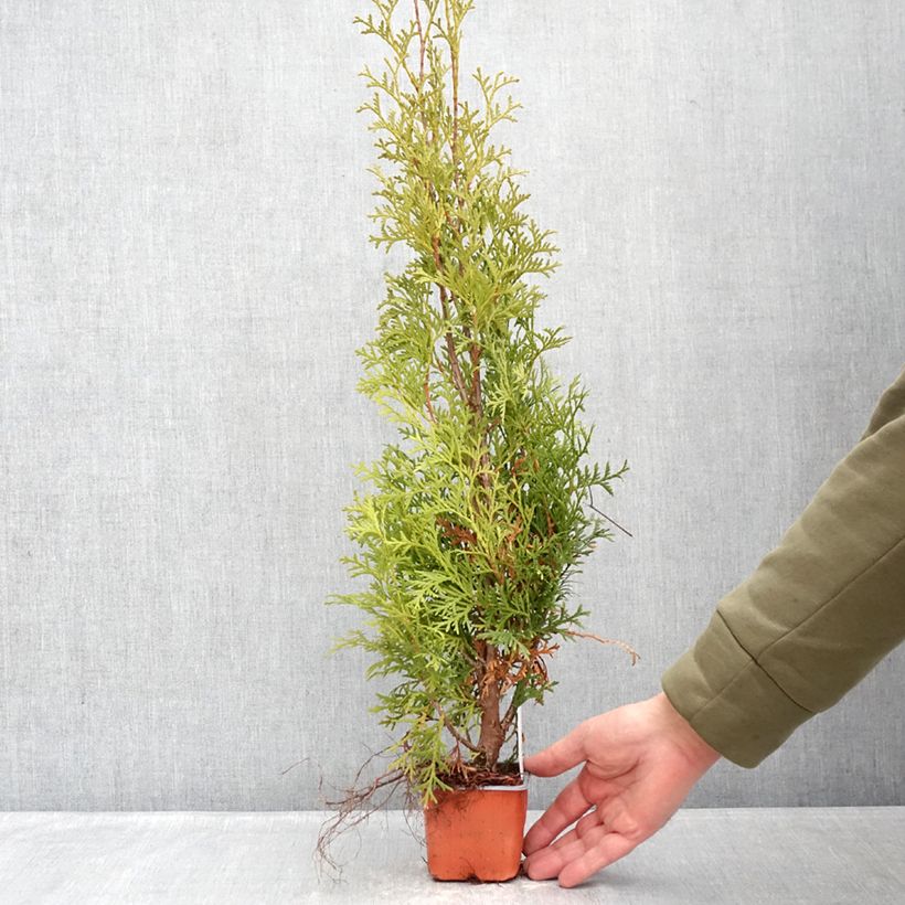 Example of Thuya du Canada - Thuja occidentalis Malonyana Aurea Godet de 8/9 cm as you get in hiver