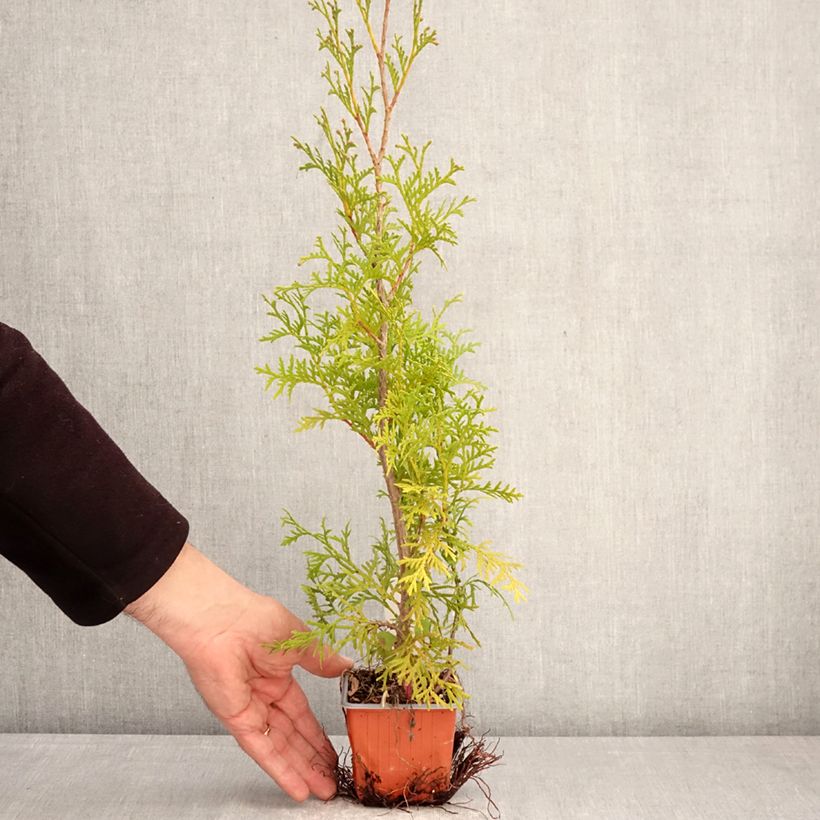 Spécimen de Thuya du Canada - Thuja occidentalis Malonyana Aurea Godet de 8/9 cm tel que livré au printemps