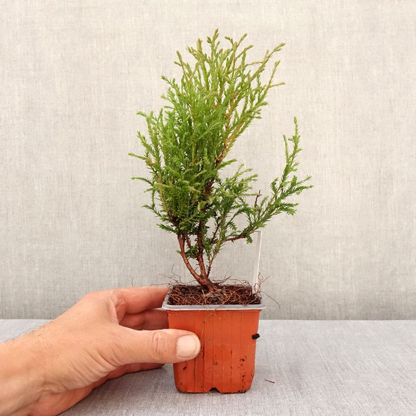 Spécimen de Thuya du Canada - Thuja occidentalis Mr Bowling Ball Godet de 8/9 cm tel que livré au printemps