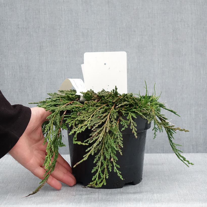 Spécimen de Thuya du Canada - Thuja occidentalis Pancake Concesarini Pot de 2L/3L tel que livré en hiver