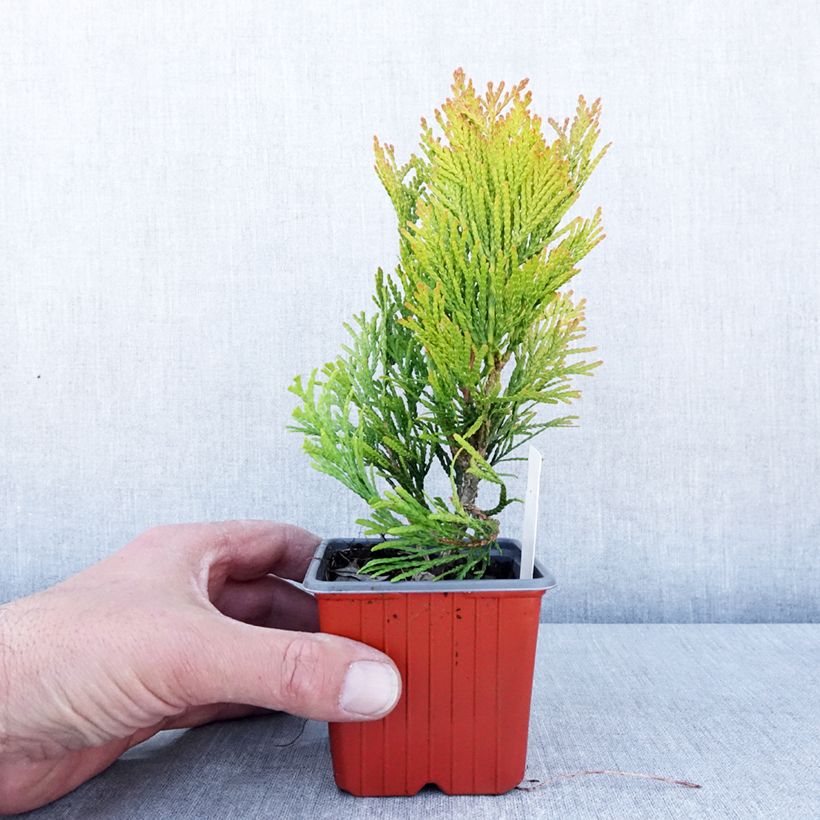 Spécimen de Thuya géant - Thuja plicata 4 Ever Goldy Godet de 8/9 cm tel que livré au printemps