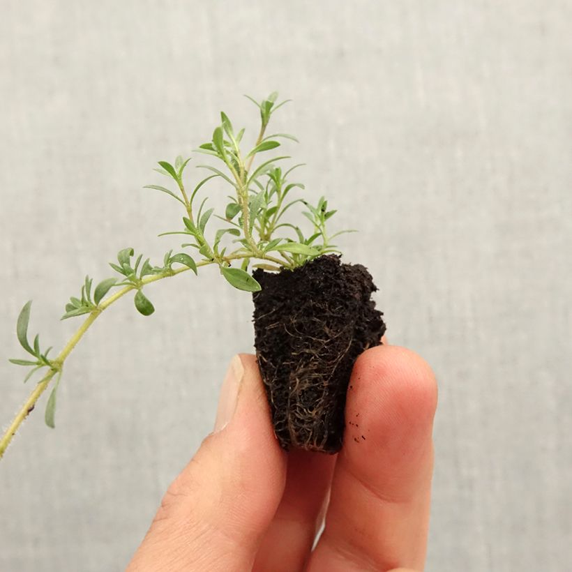 Example of Thym citron GrowFlow Cascata Lemonade Bio - Thymus citriodorus  Mini-motte Ø 3/4 cm as you get in printemps