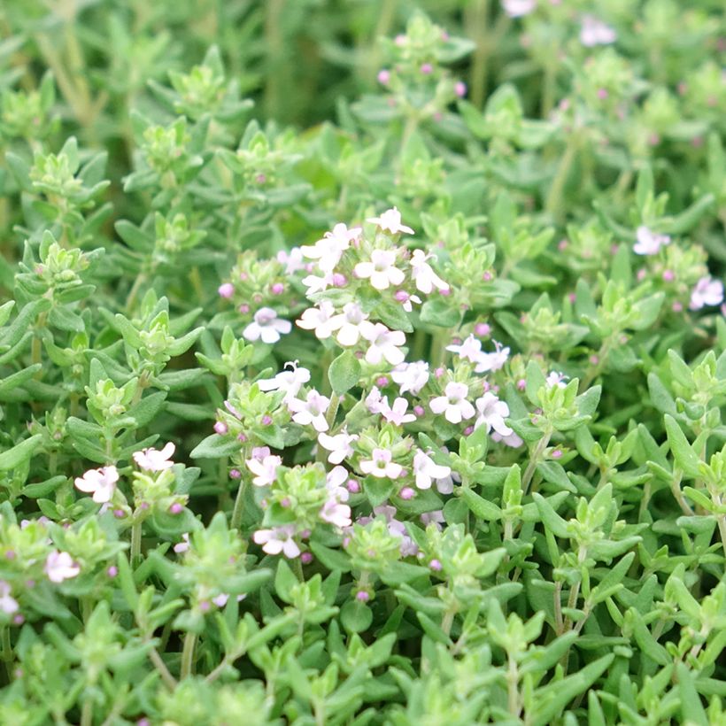 Thym d'hiver, Thymus vulgaris Compactus (Flowering)