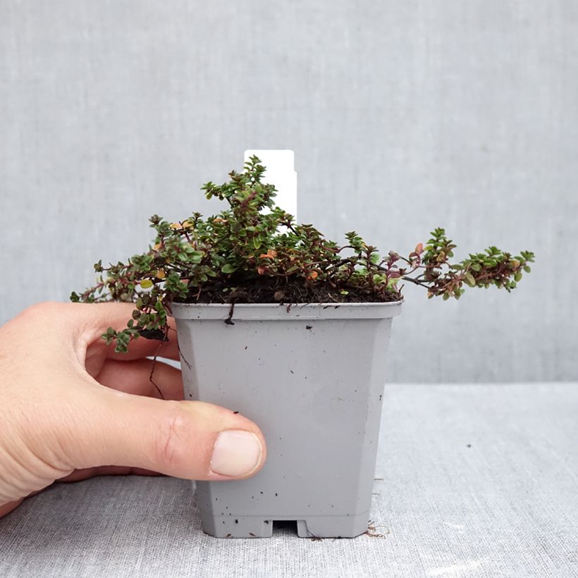 Spécimen de Thym hybride Doone Valley - Thymus (x) citriodorus Godet de 8/9 cm tel que livré en automne