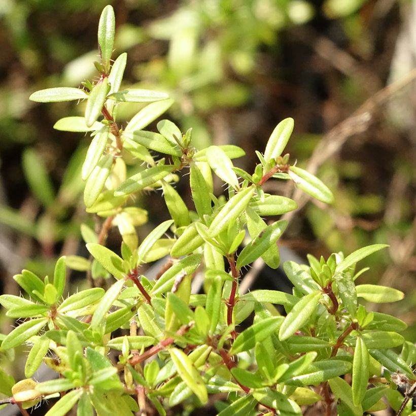 Thymus longicaulis - Thym à tiges longues (Feuillage)