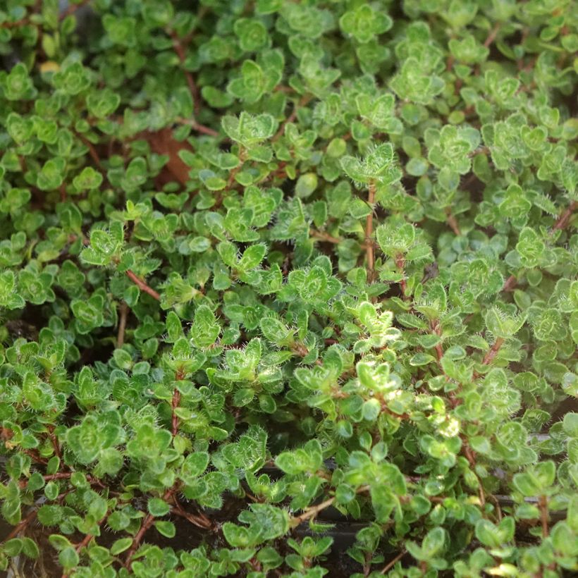 Thymus praecox Bressingham - Thym précoce (Feuillage)